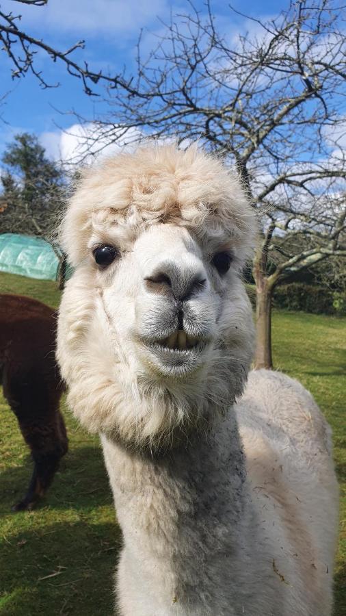 Hotel 3 Alpacas La Campa Exterior photo
