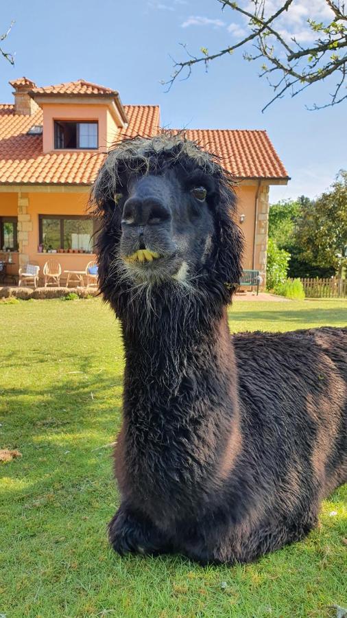 Hotel 3 Alpacas La Campa Exterior photo
